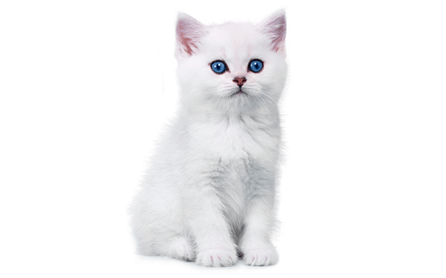 Blue Eyed Chinchilla Cat